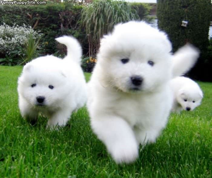 Puppies On A Mission