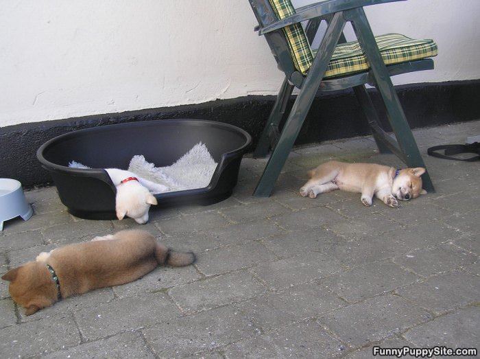 Puppies Passed Out