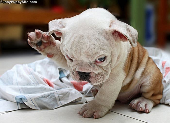 Puppies Question