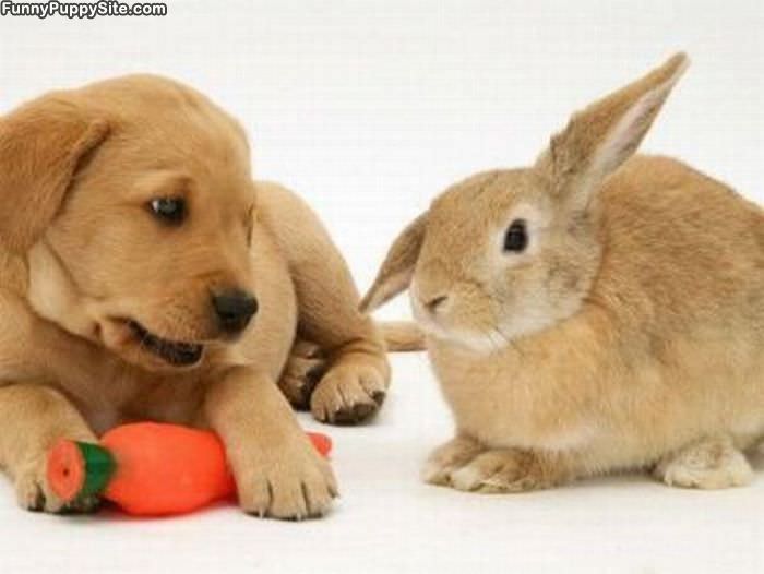 Puppy And Bunny Page