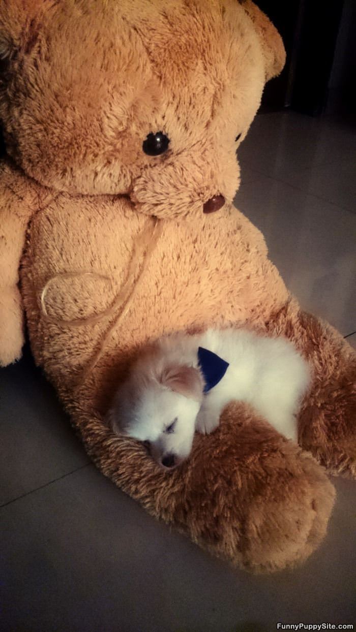 Puppy Bear