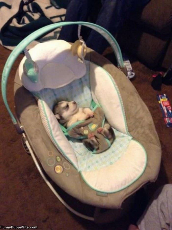 Puppy Bed