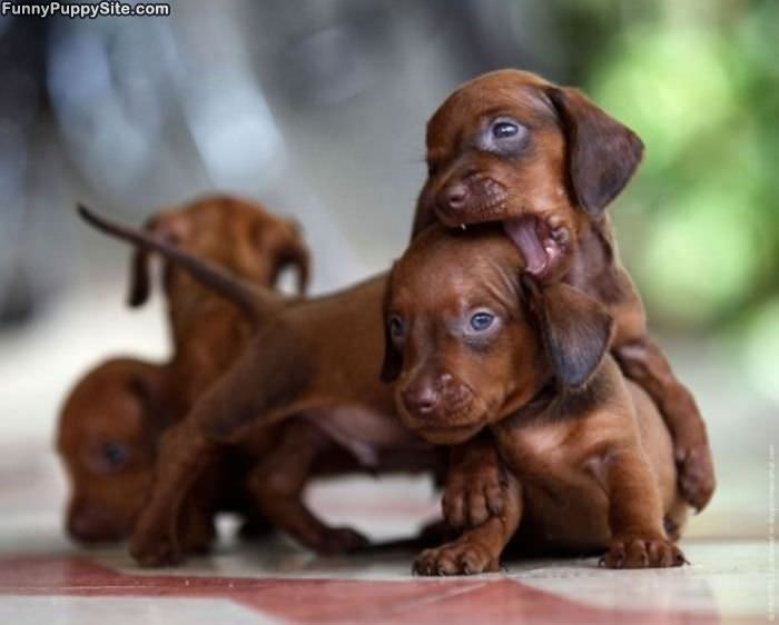 Puppy Bite Here
