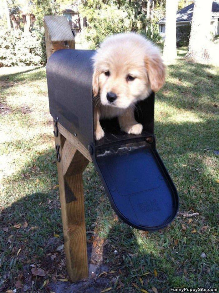 Puppy Box