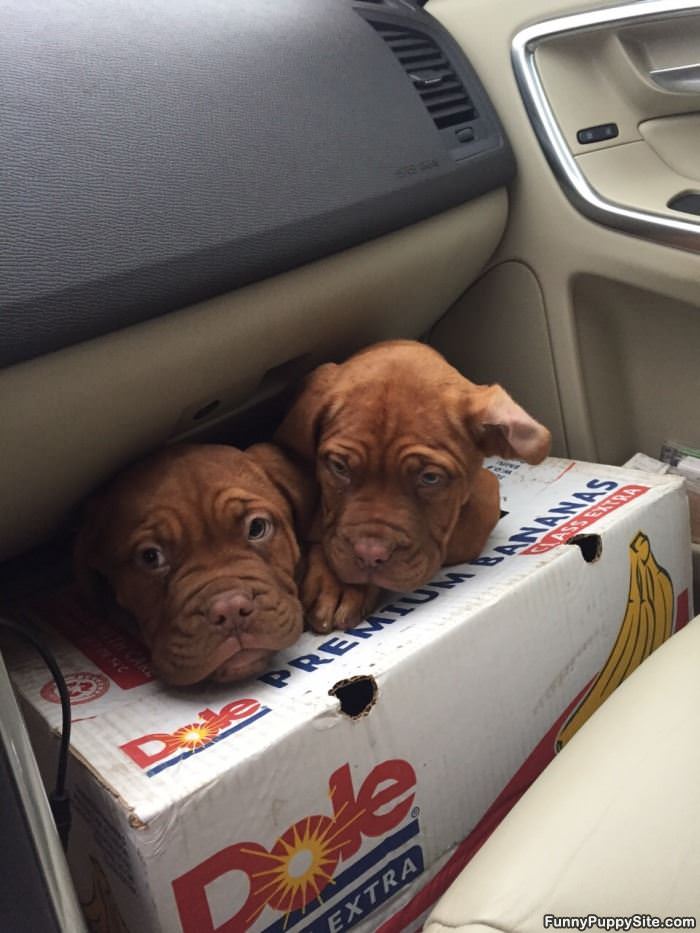 Puppy Box