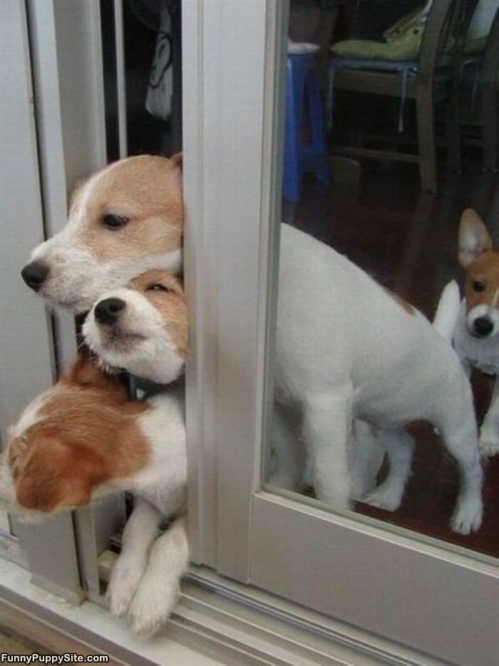 Puppy Break Out