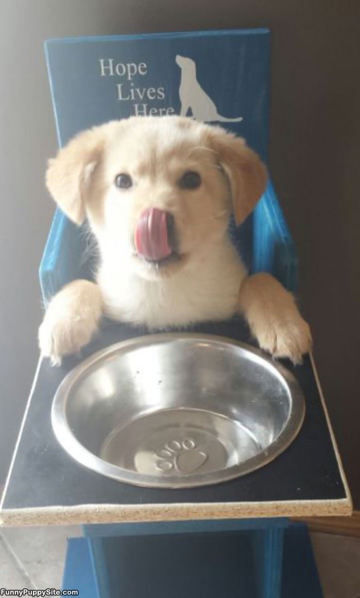 Puppy Chow Time
