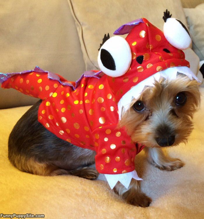 Puppy Costume