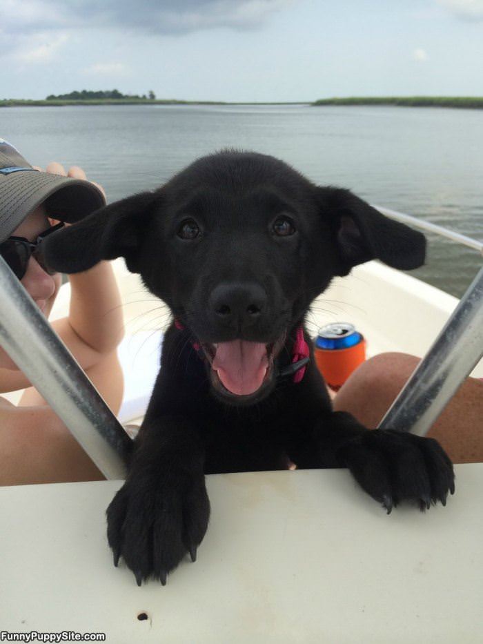 Puppy Ears