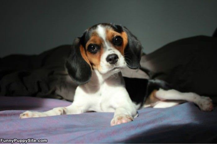 Puppy Ears Cuteness