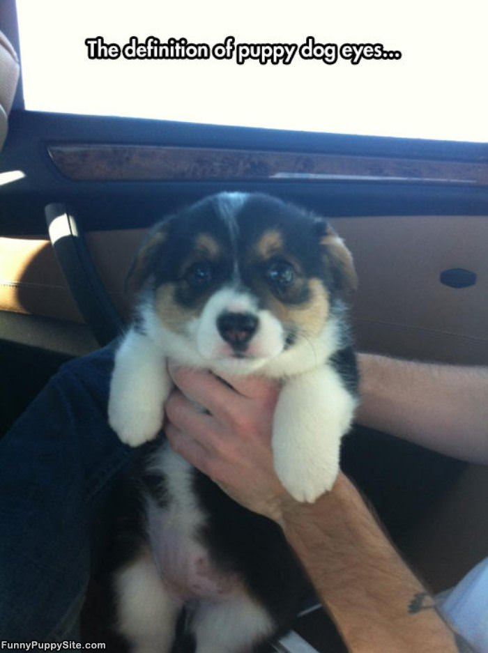 Puppy Eyes