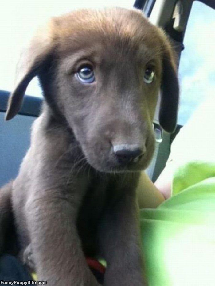 Puppy Eyes