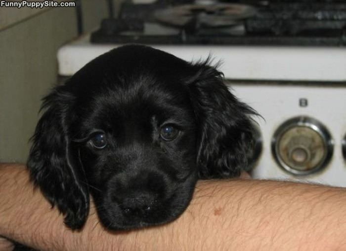 Puppy Face