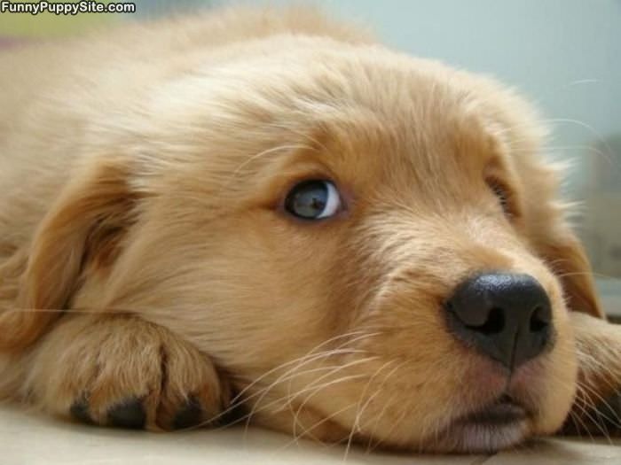 Puppy Face Page