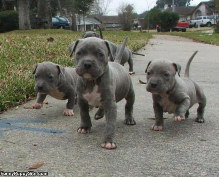 Puppy Gang