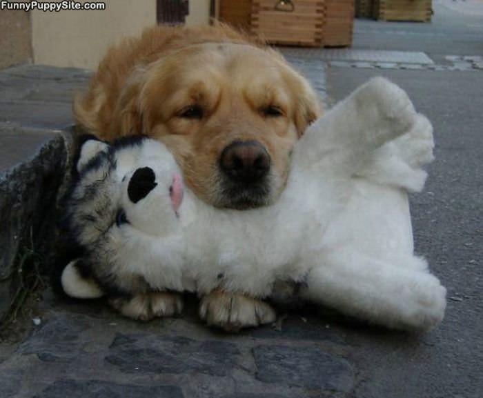 Puppy Has His Friend