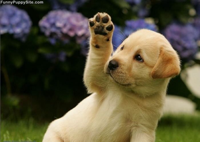 Puppy High 5
