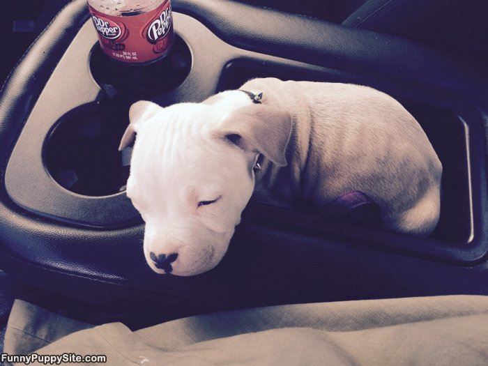 Puppy Holder