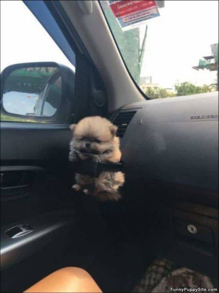 Puppy Holder