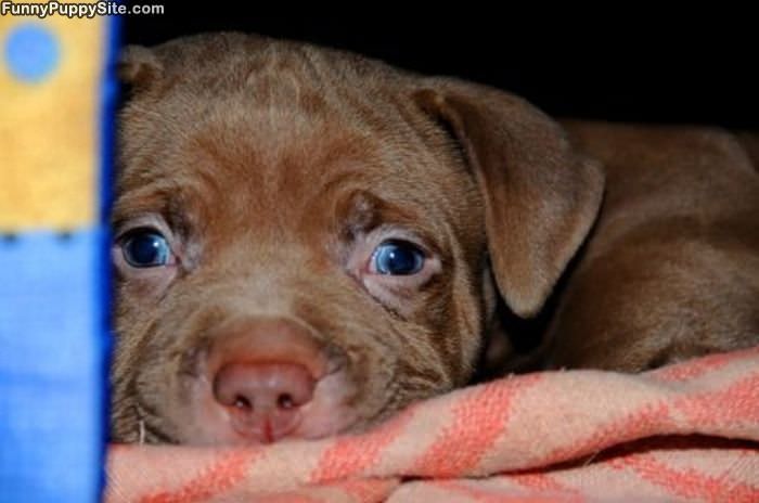 Puppy Hs Nap Time