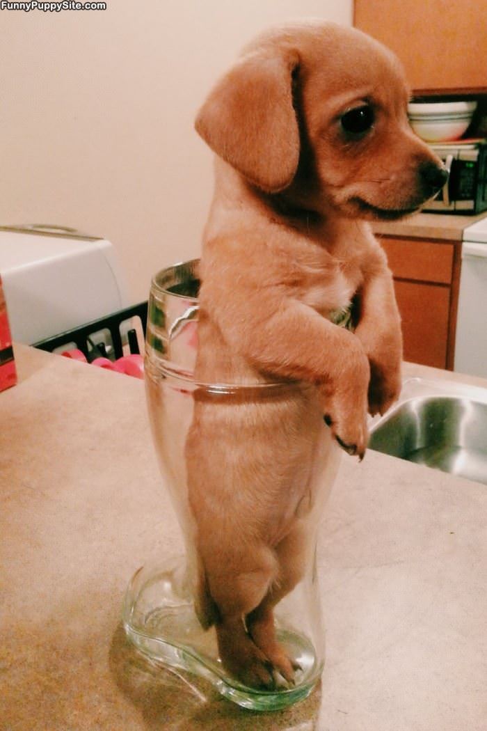 Puppy In A Jar