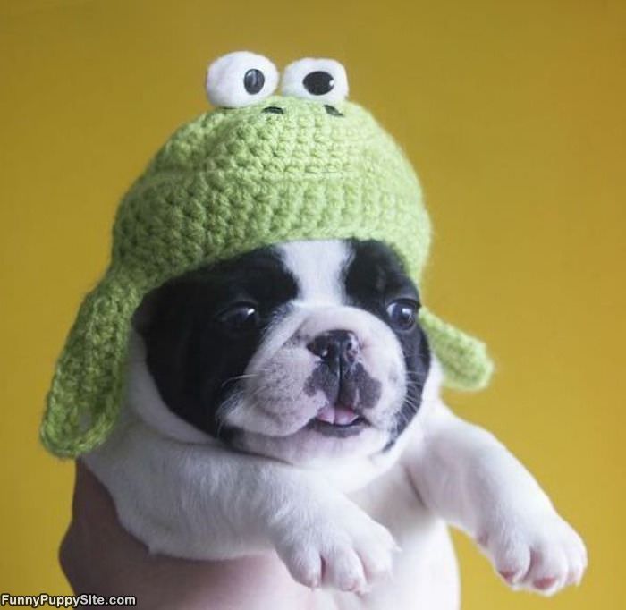 Puppy In A Warm Hat