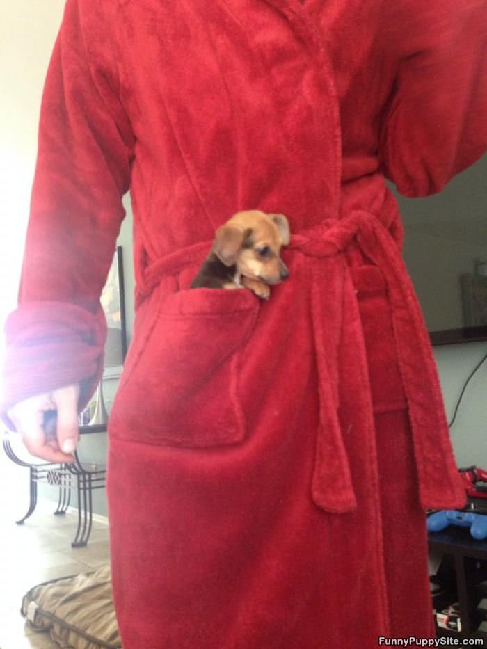 Puppy In My Pocket