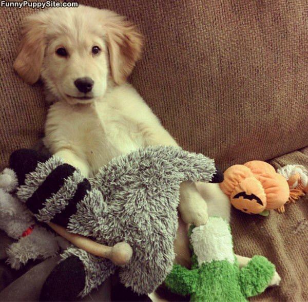 Puppy Is Resting