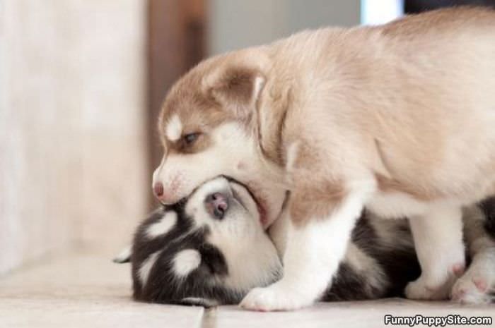 Puppy Kiss