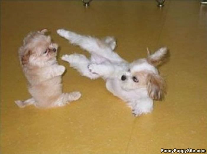 Puppy Ninjas