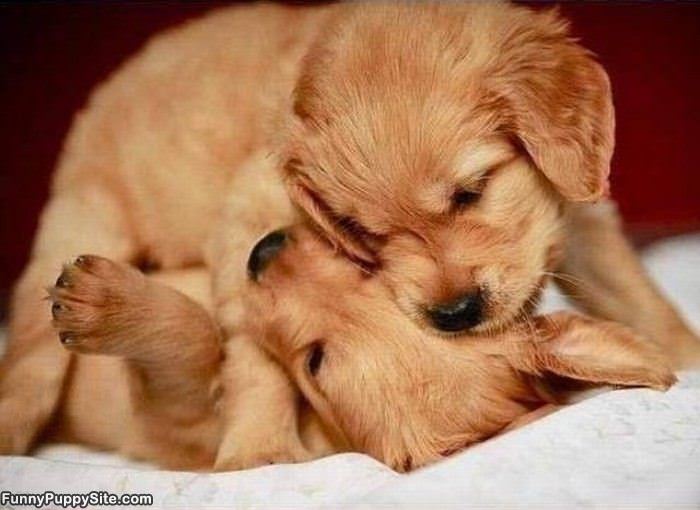 Puppy Nom Nom