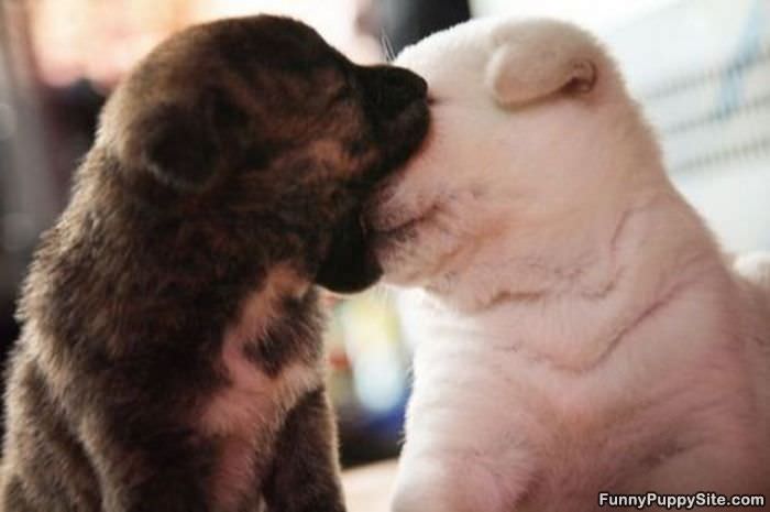 Puppy Nom Nom Nom