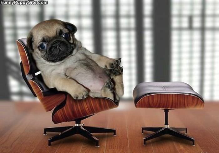 Puppy Office