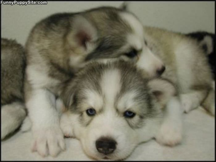 Puppy Pile