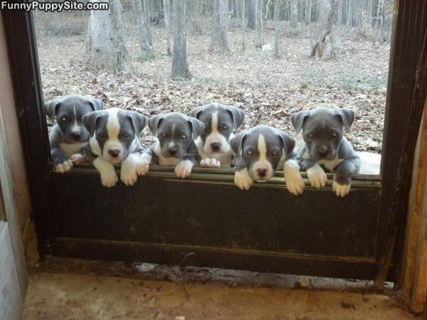 Puppy Piles