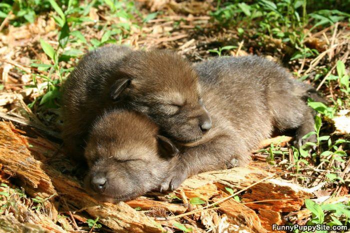 Puppy Pillow