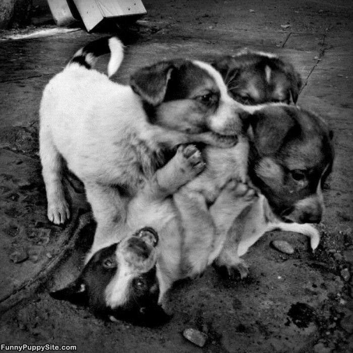 Puppy Play Time
