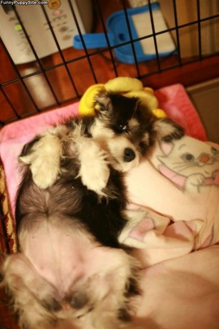 Puppy Playing