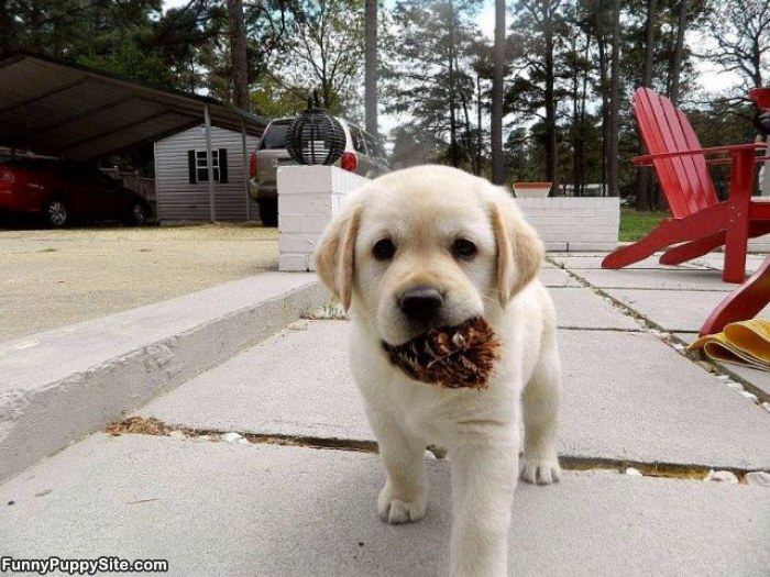 Puppy Playing Fetch