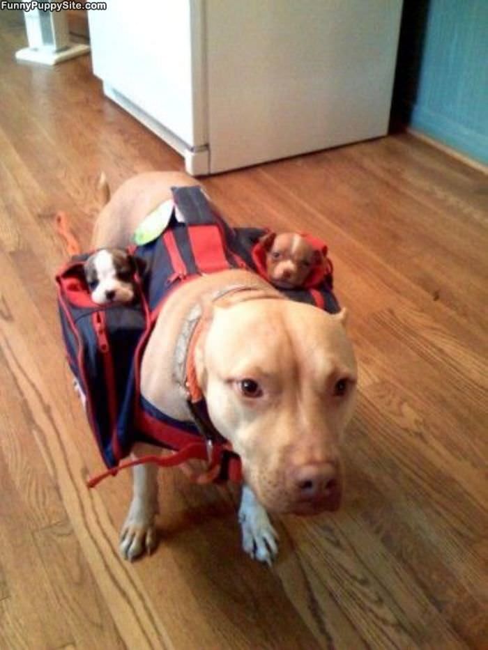 Puppy Pouch