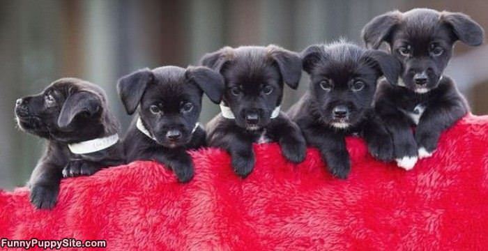 Puppy Power