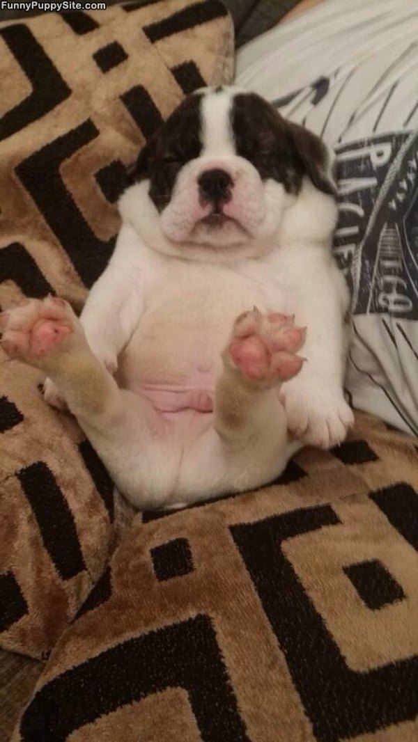 Puppy Relaxing
