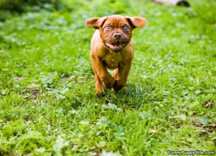 Puppy Running