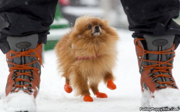 Puppy Shoes