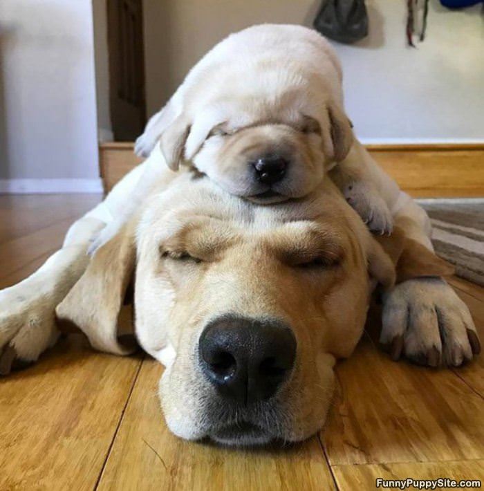 Puppy Stack