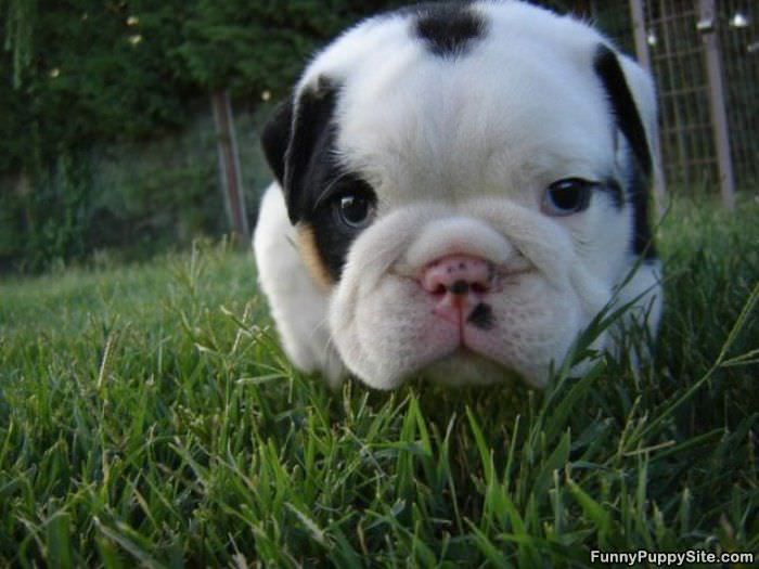 Puppy Super Close Up