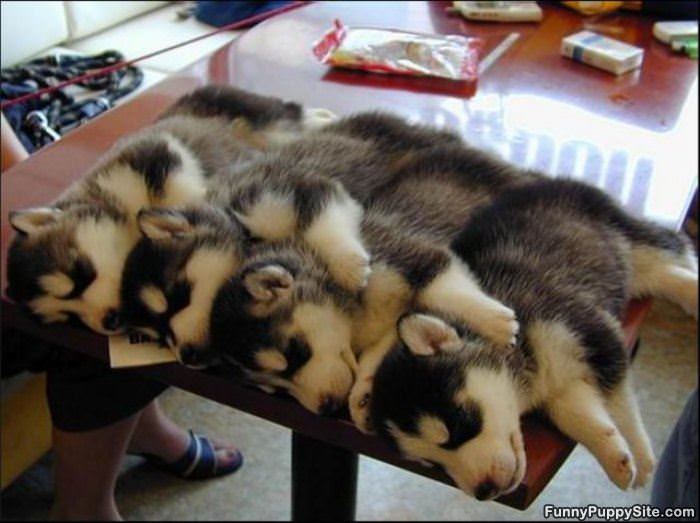 Puppy Train