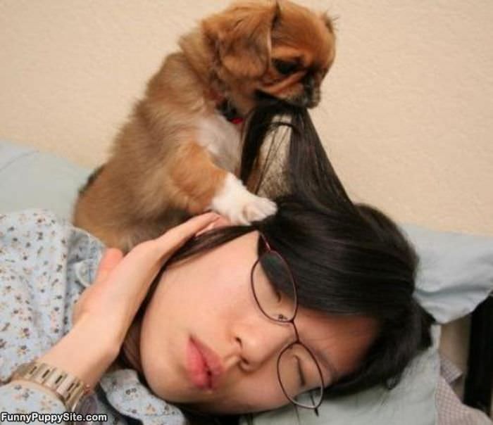 Puppy Tugging Hair