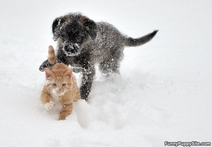 Puppy Vs Kitten