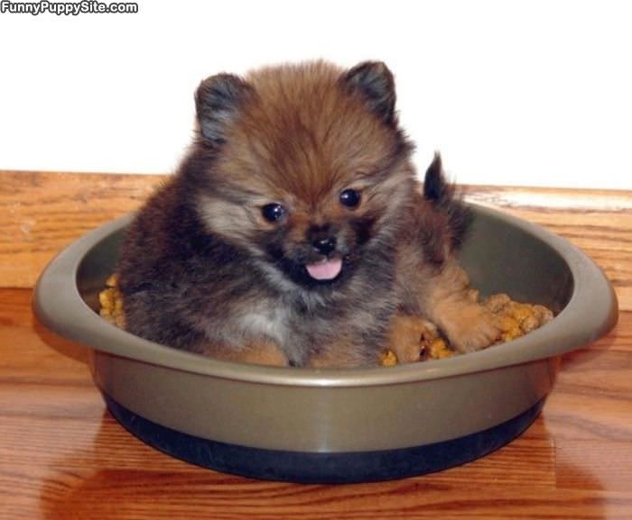 Puppy Wants Food